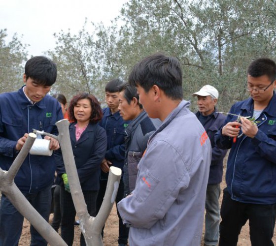 公司從產(chǎn)業(yè)鏈起始端著手，引進(jìn)良種優(yōu)苗，繁育基地苗圃，優(yōu)化樹(shù)種，以?xún)?yōu)質(zhì)的橄欖樹(shù)苗為生產(chǎn)特級(jí)初榨橄欖油提供基礎(chǔ)保障。在以自建萬(wàn)畝國(guó)家標(biāo)準(zhǔn)化油橄欖..