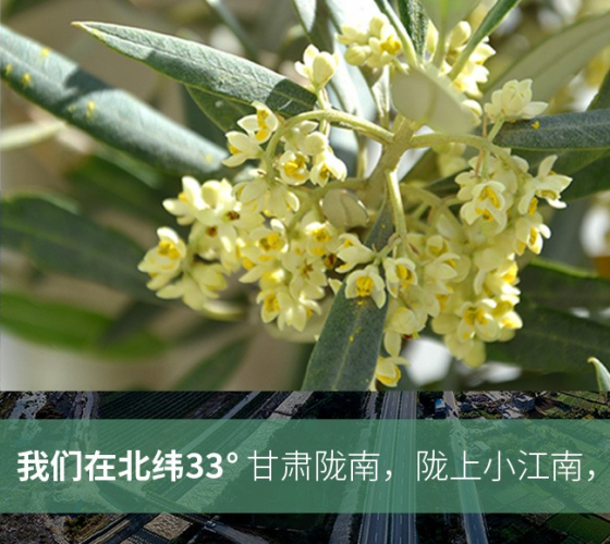 武都的氣候、土壤等與地中海沿岸極其相似，同處于世界頂級(jí)油橄欖黃金生產(chǎn)帶（32°58--33°36）年平均氣溫為14.7°，年日照時(shí)數(shù)1911..
